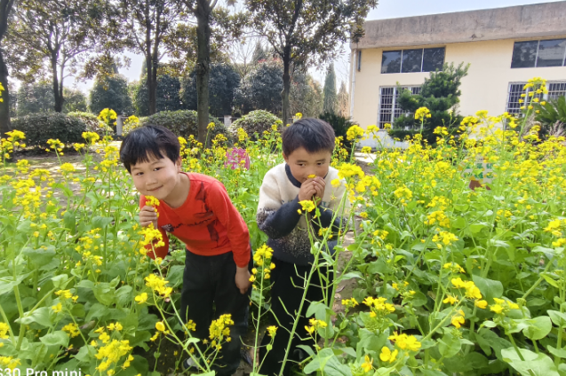 南县新建小学：油菜花开满校园 劳动实践促成长