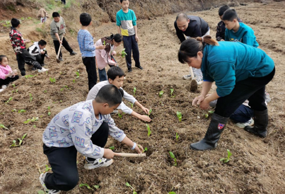 衡阳县库宗桥镇学区：接茬轮作倍儿爽，田间课堂趣味深