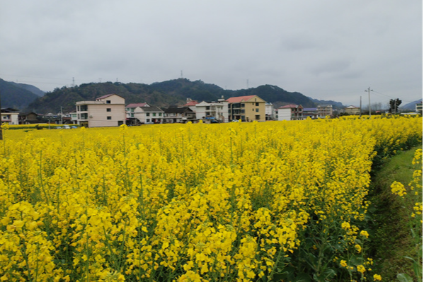 【新晃站】油菜花