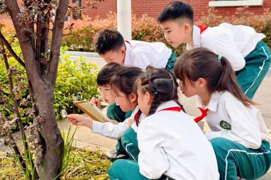 衡阳市石鼓区江霞小学：紫叶李“虫虫危机”背后的科创密码
