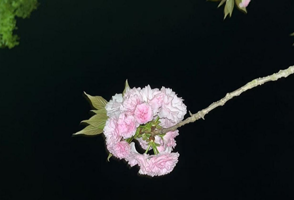 【衡阳县站】夜之花的秘密舞会