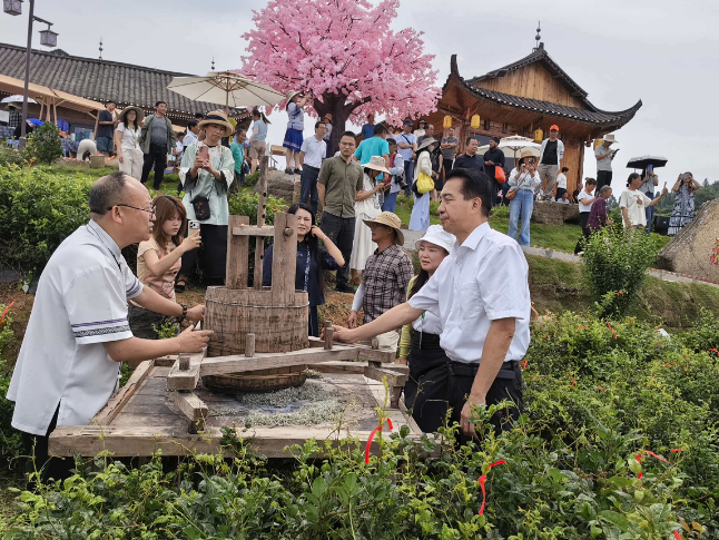湖南农业大学助力永顺莓茶（藤茶）年综合产值突破13亿元