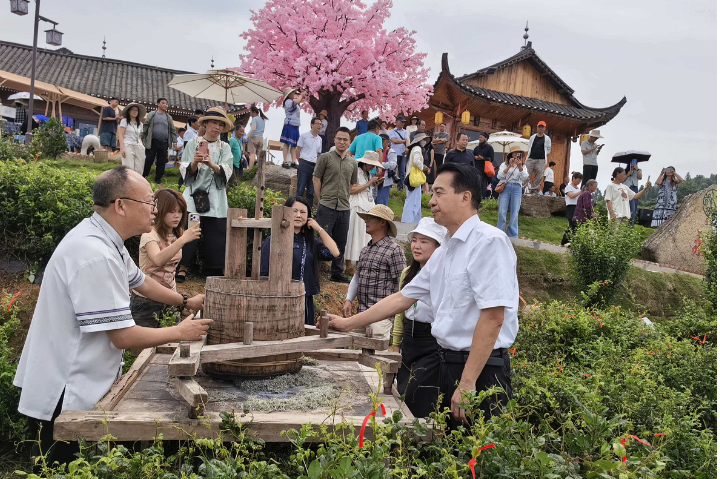 湖南农业大学助力永顺莓茶（藤茶）年综合产值突破13亿元