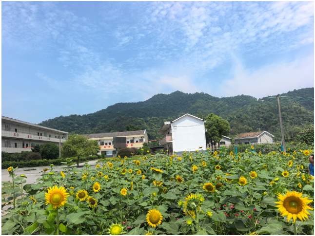 醴陵市玉茶完全小学：在向日葵花海里的一场毕业典礼