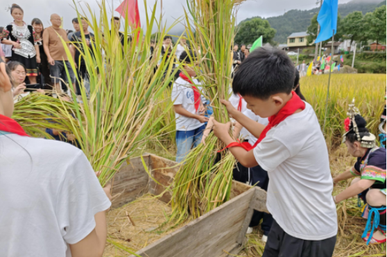 新晃李树小学：走进稻田学农事