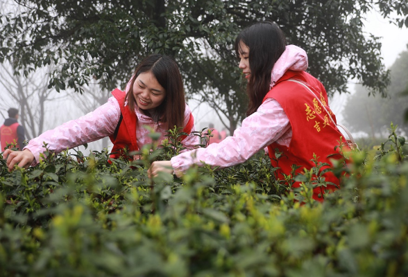 湘西附小教育集团：党员志愿者助农采茶忙
