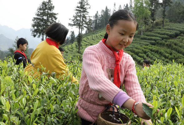 保靖县葫芦小学：学生采茶忙 劳动助成长