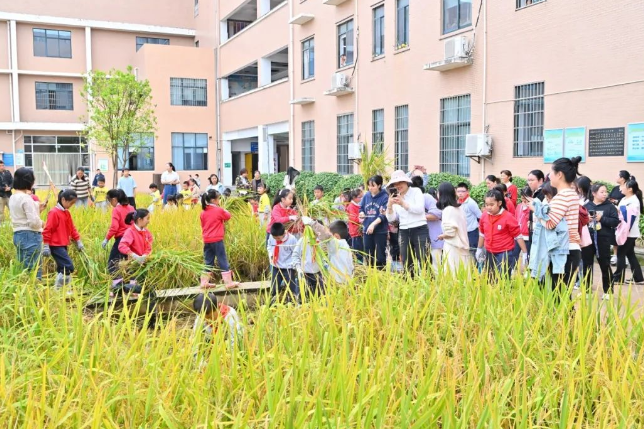 长沙大同第三小学：稻香满校园 喜悦迎丰收