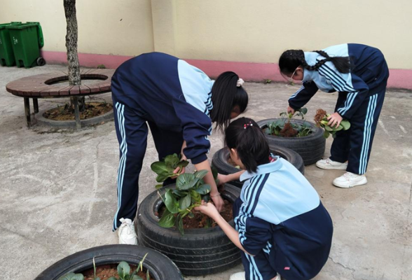 衡阳市石鼓区同兴路小学：废旧轮胎蜕变“小菜园” 物质与精神双丰收