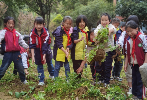 吉首市第八小学：垦荒农场劳作忙