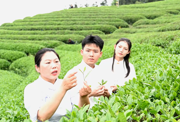 湖南城市学院：高校化工教授连续5年把课堂搬进茶园