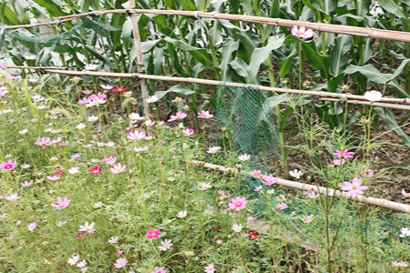 【新晃站】初夏的雨