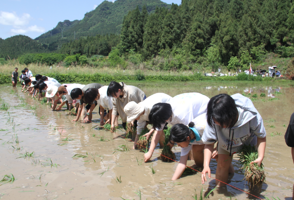 保靖民族中学：10公里远足插秧