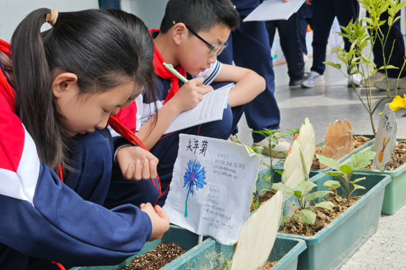 【资阳站】资阳区马良学校：校园种植实践课结“硕果”