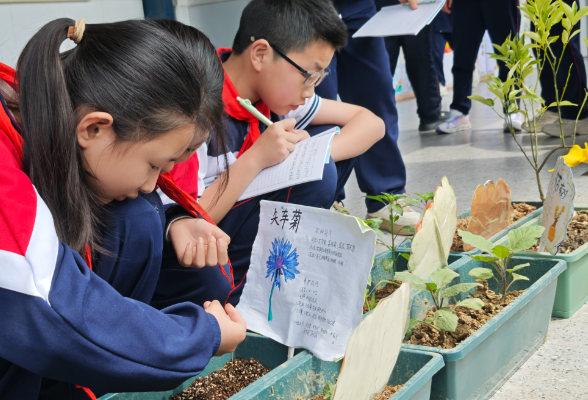 【资阳站】资阳区马良学校：校园种植实践课结“硕果”