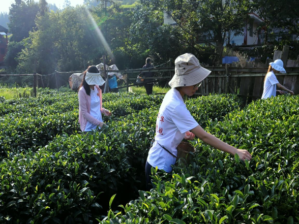 【2025三下乡】湖南女子学院：劳动教育扎根侗乡茶山