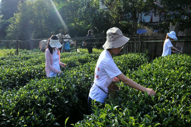 【2025三下乡】湖南女子学院：劳动教育扎根侗乡茶山
