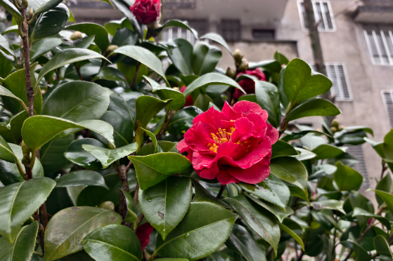 【慈利站】山茶花魂
