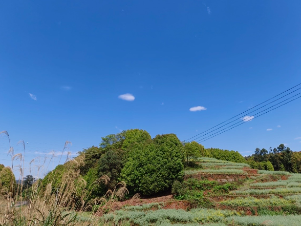 【衡阳县站】山间悟茶树精神 清明承根脉力量