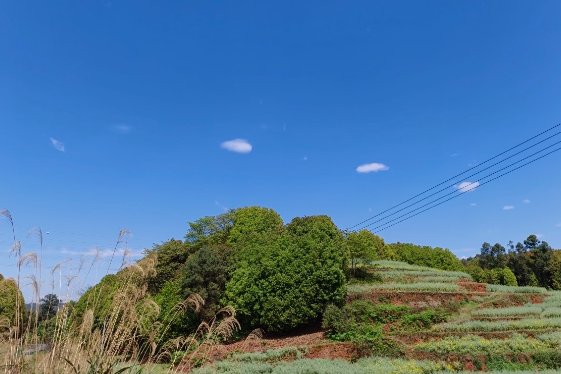 【衡阳县站】山间悟茶树精神 清明承根脉力量