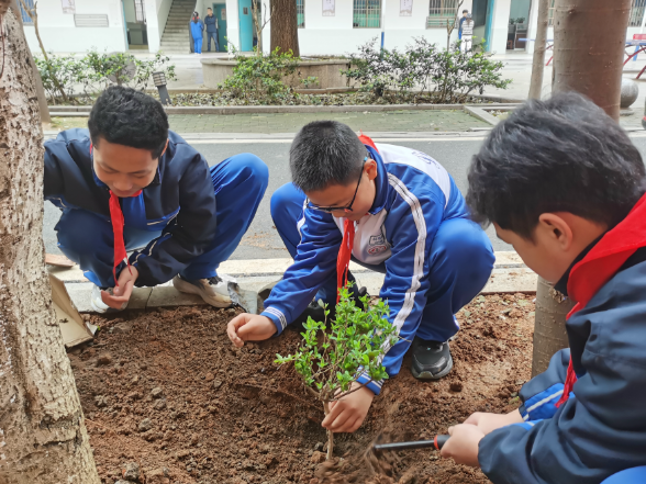 【资阳区站】益阳市第六中学：校园里种起中草药 劳动与文化同行