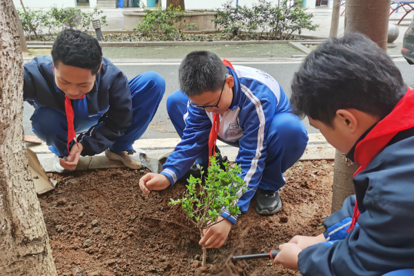 【资阳区站】益阳市第六中学：校园里种起中草药 劳动与文化同行