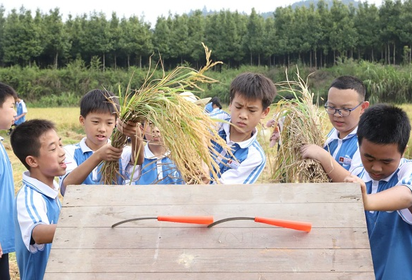 浏阳市高坪镇高坪中学：将课堂搬到田野，让学生收获水稻和成长