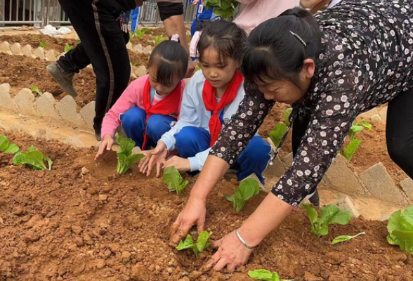 石门县三完小：秋种好时节 师生栽种忙