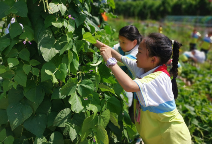 石门县四完小：种植园成了孩子们的快乐园
