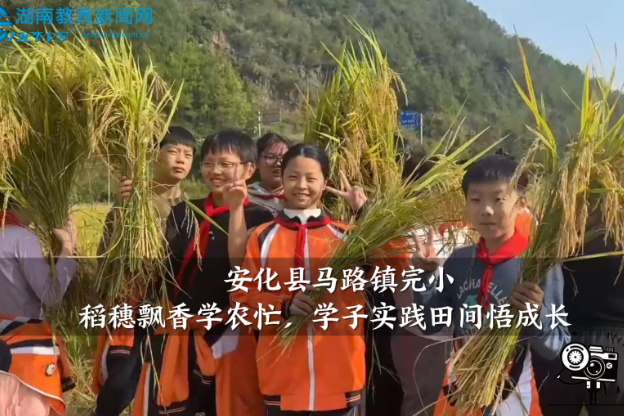 【安化站】马路镇完小： 稻穗飘香学农忙，学子实践田间悟成长（小记者 谢奕欣 指导教师 邓洁）