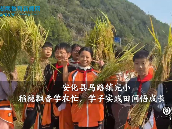 【安化站】马路镇完小： 稻穗飘香学农忙，学子实践田间悟成长（小记者 谢奕欣 指导教师 邓洁）