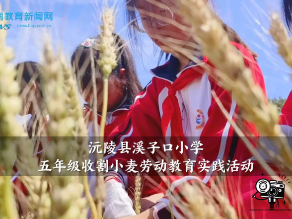 【沅陵站】溪子口小学举行五年级收割小麦劳动教育实践活动