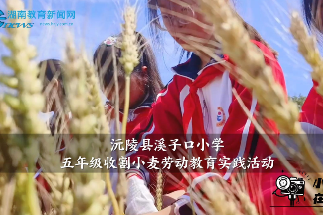 【沅陵站】溪子口小学举行五年级收割小麦劳动教育实践活动