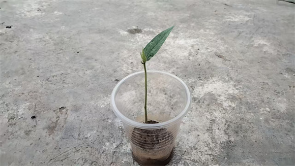 种绿豆.jpg