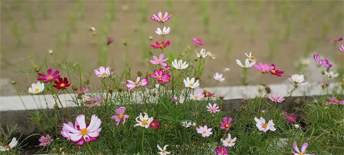 花.jpg
