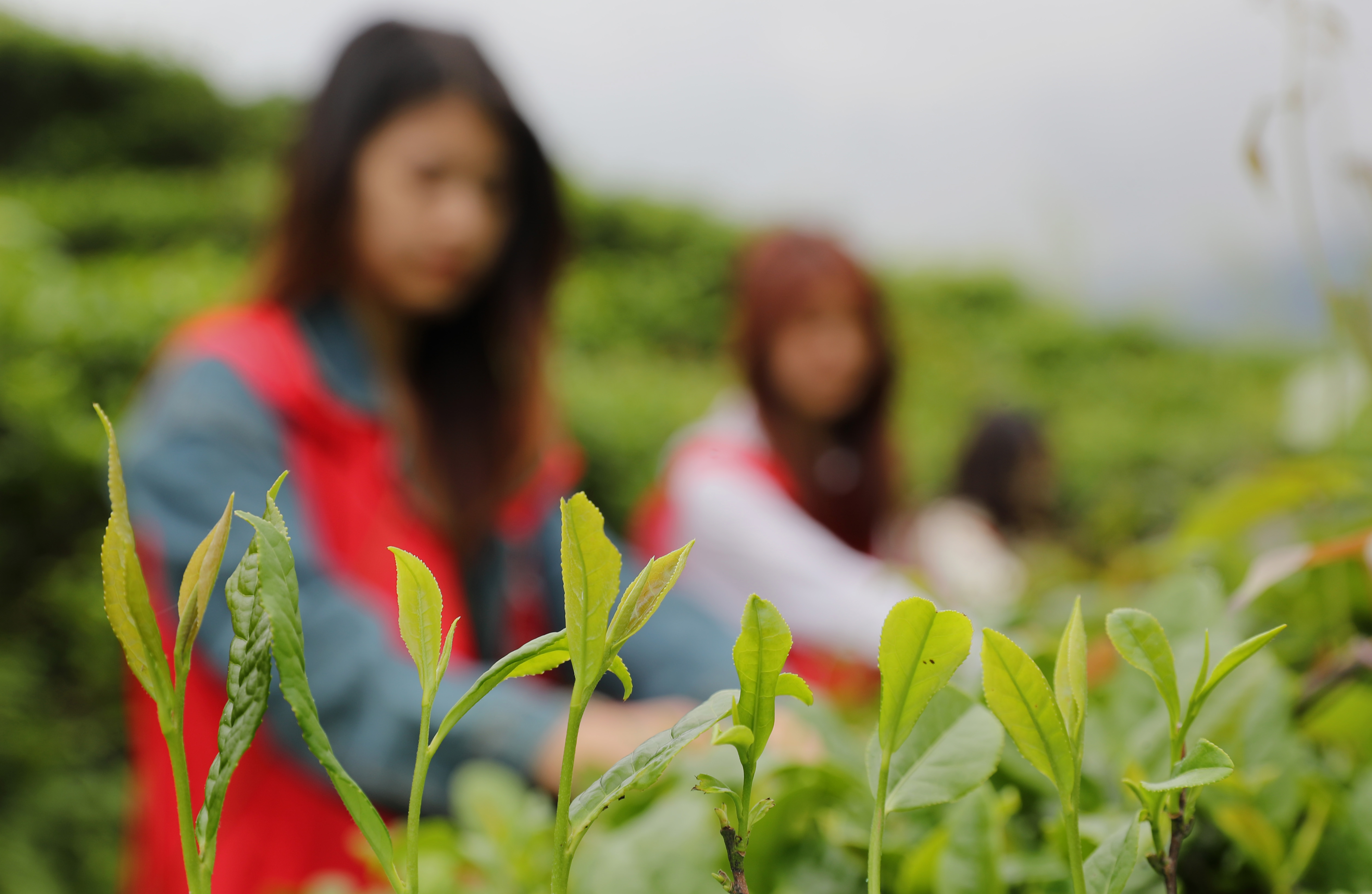 2025年4月26日，在湖南省衡阳市南岳区寿月乡石山茶场，南华大学青年志愿者在采摘春茶。 (7).JPG