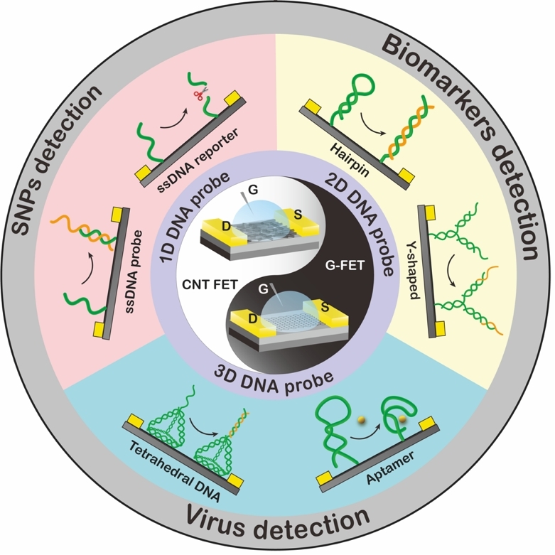 湘潭大学张志勇教授团队在纳米材料领域国际期刊发表论文+1.jpg 湘潭大学张志勇教授团队在纳米材料领域国际期刊发表论文+1.jpg
