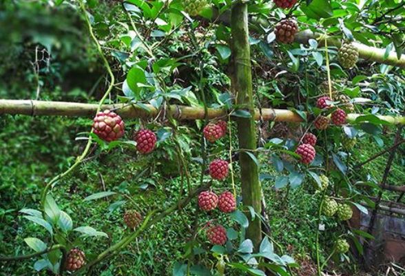 让“科研之花”结出“产业之果”——----湖南环境生物职院以科研成果转化促地方经济高质量发展