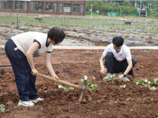 从课堂到田间，湖南化工职业技术学院把劳动教育种进地里