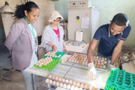 编手册 育骨干 提效益 益阳职院援埃塞家禽项目成效斐然