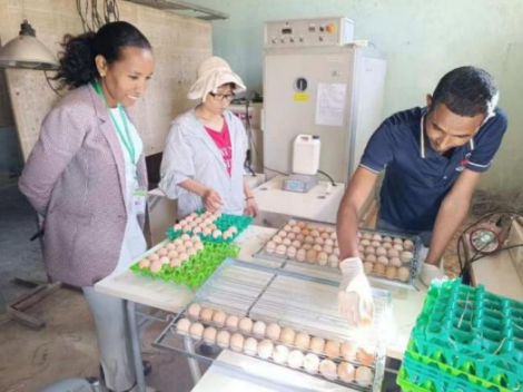 编手册 育骨干 提效益 益阳职院援埃塞家禽项目成效斐然