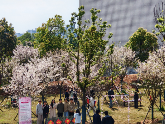 当“智造”遇见劳动：长沙职院智造学院“护樱行动”让教育活起来