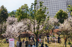 当“智造”遇见劳动：长沙职院智造学院“护樱行动”让教育活起来
