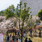当“智造”遇见劳动：长沙职院智造学院“护樱行动”让教育活起来