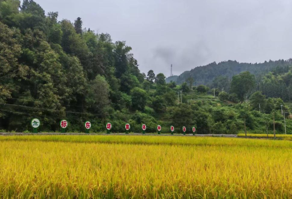 湖南商务职业技术学院：一粒好米的故事——标东垅村富硒有机稻迎来丰收季