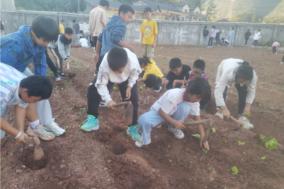 【慈利站】赵家岗土家族乡中学：劳动教育正当时 蔬菜种植伴成长