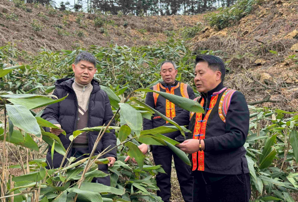 蓝山：教育浇活水，箬香促振兴