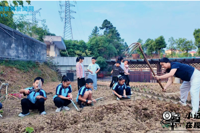【宁乡站】秋播正当时，劳动育新苗，白马桥街道中心小学开展趣味劳动实践活动