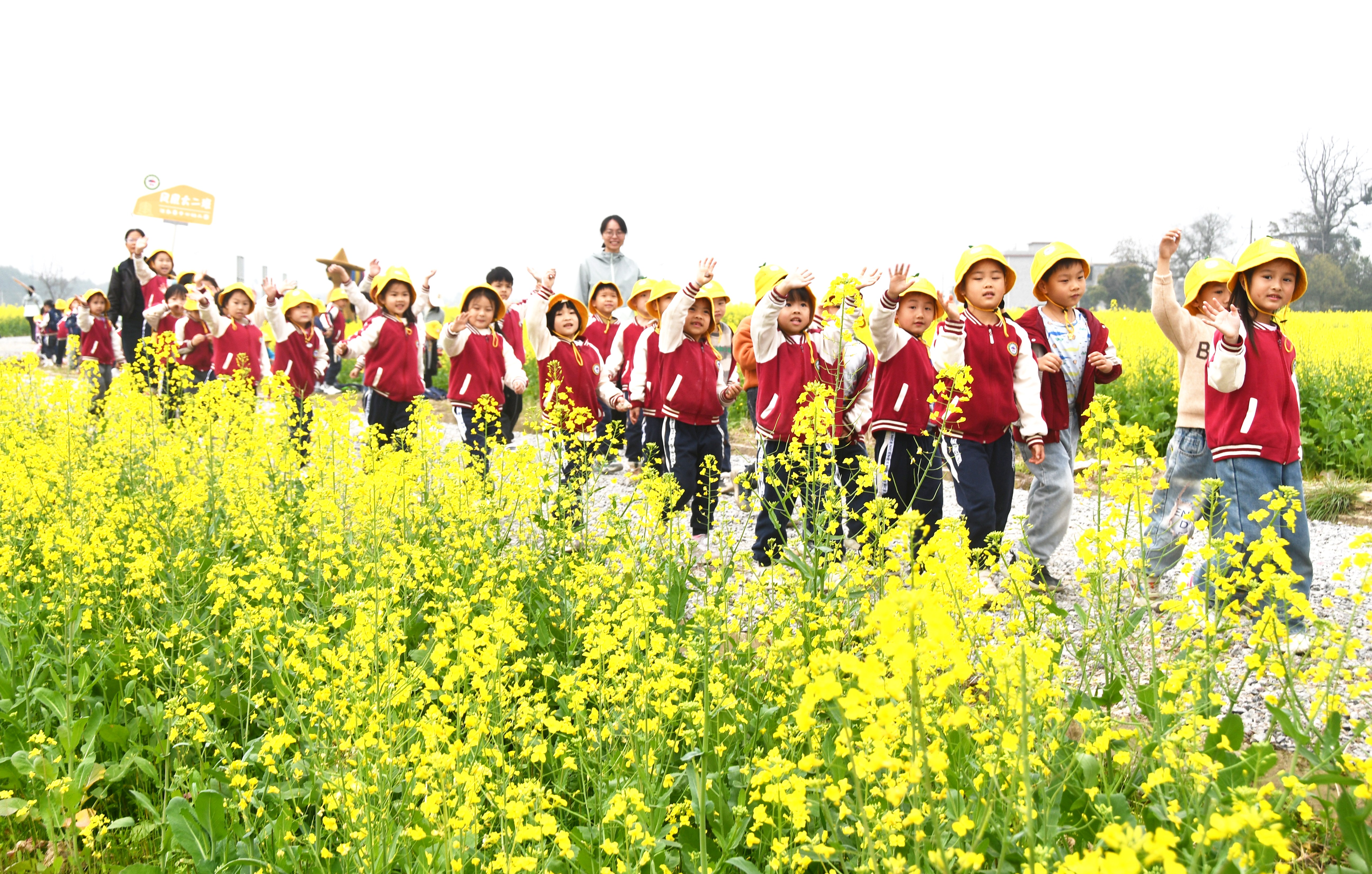 3月17日，湖南省永州市江永县中心幼儿园老师带领小朋友观赏油菜花。田如瑞摄 (1).JPG