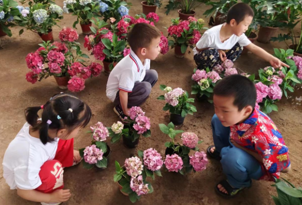 常德鼎城浦沅公立幼儿园：走进花木市场，感受植物魅力